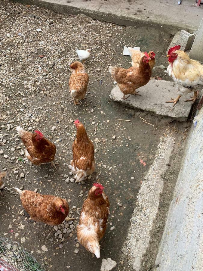 Gite Les Combes Terrasse 01340 Etrez Bresse Vallons Eksteriør billede